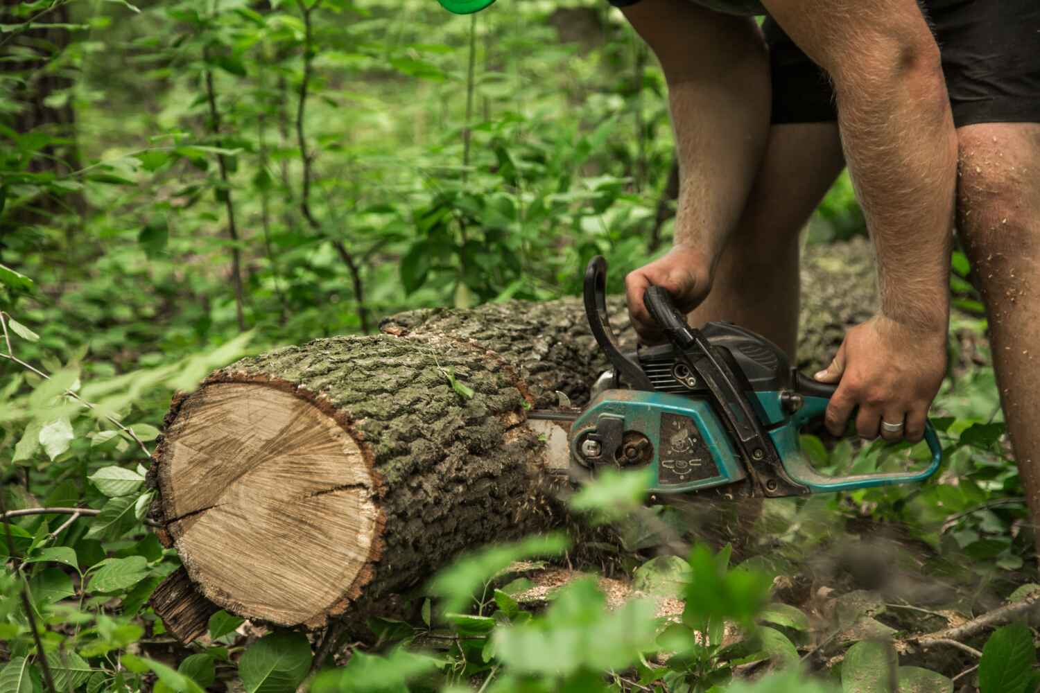 The Steps Involved in Our Tree Care Process in Canyon Lake, TX